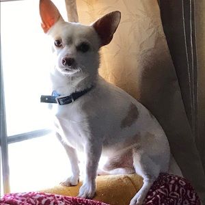 Piper helping his mommy!